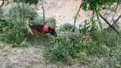 Dere kenarına gizlenmiş esrarı dedektör köpek buldu