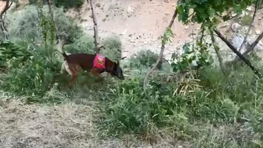Dere kenarına gizlenmiş esrarı dedektör köpek buldu
