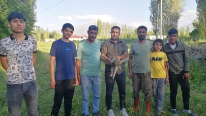 Yardıma muhtaç halde bulunan tilki doğal yaşamına kavuşturuldu