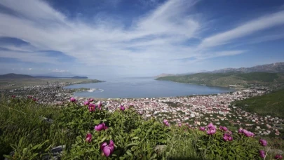 Tatvan’da şakayık çiçekleri görsel şölen sunuyor