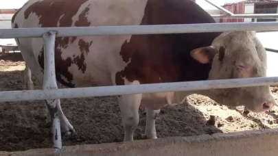 Reyhanlı'da 1 ton 400 kiloluk boğa alıcısını bekliyor