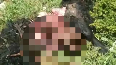 Tunceli’de ayı dehşeti: Bir kişi yaralandı, 31 küçükbaş hayvan telef oldu