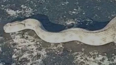 Elazığ'da karayoluna inen dev engerek korkuttu