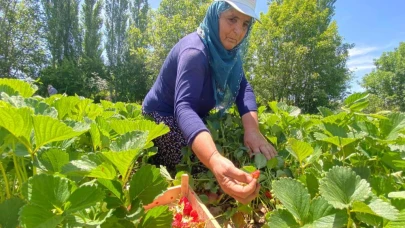 Aromasıyla dikkat çeken ‘Kuyulu' çileğinde hasat başladı
