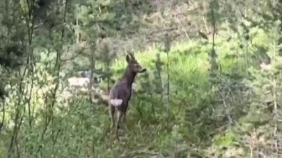 Sarıkamış ormanlarında yiyecek arayan karaca kameraya yansıdı