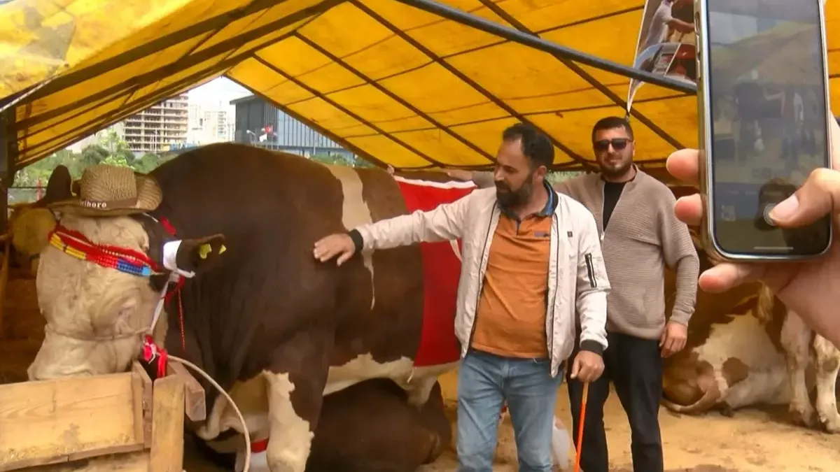 Şampiyon danasını satmaktan vazgeçti: Cumhurbaşkanına hediye edeceğim
