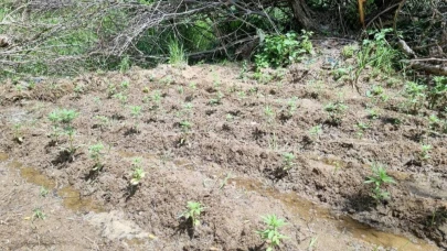 Bingöl’de 330 kök kenevir ele geçirildi