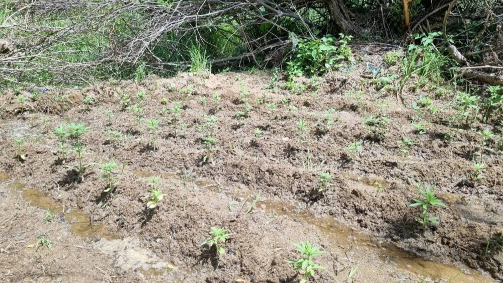 Bingöl’de 330 kök kenevir ele geçirildi