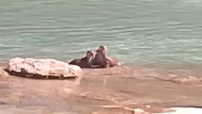 Tunceli’de su samurları görüntülendi