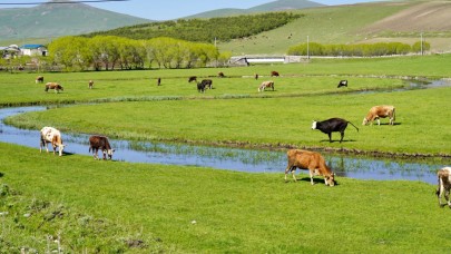 Baharın gelişiyle yaylalara göç başladı