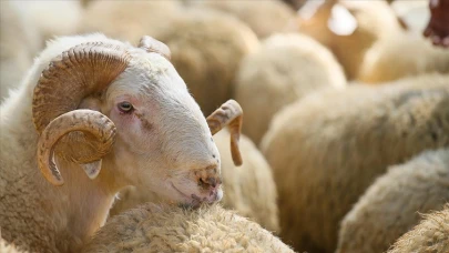 Kurbanlık seçerken dikkatli olun uyarısı