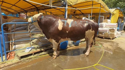 Kurban pazarının şampiyonu oldu: 1 ton 200 kiloluk dana 420 bin TL'ye alıcı buldu