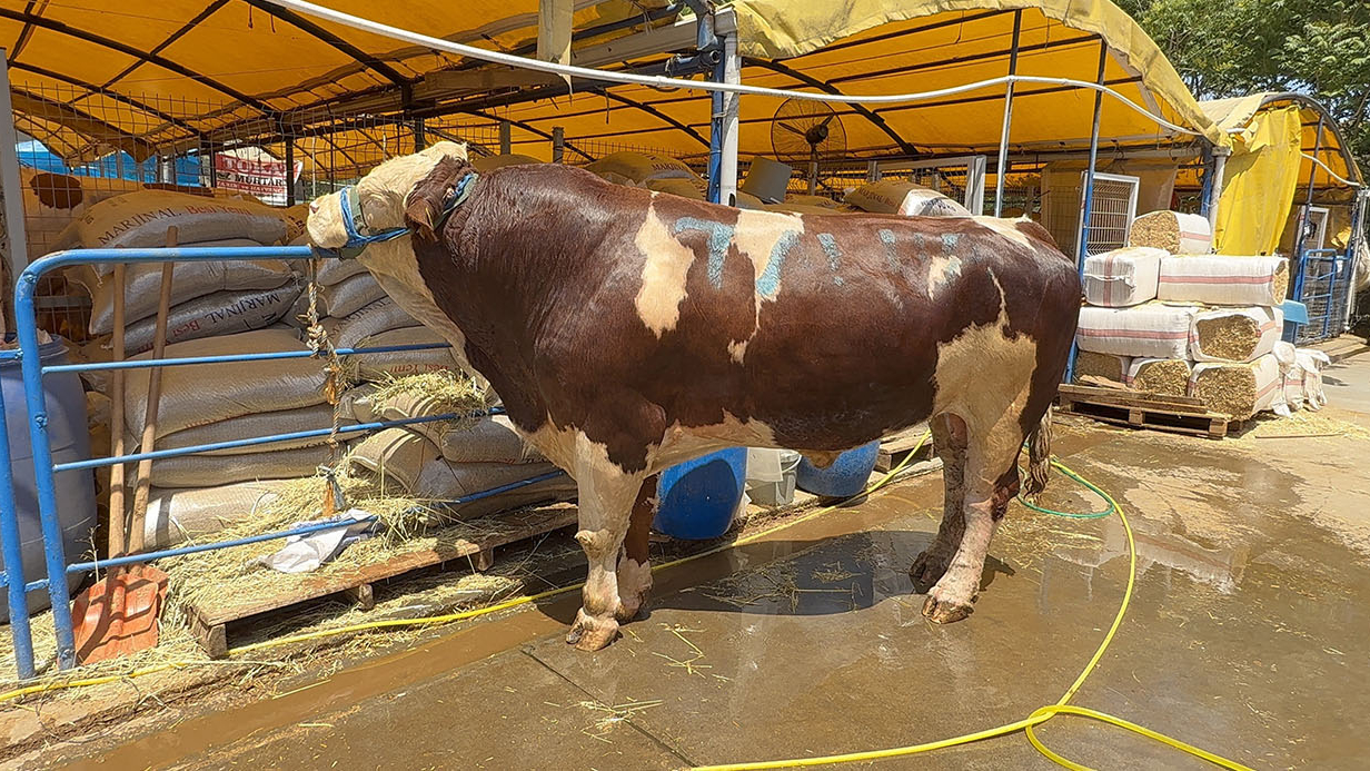 Kurban pazarının şampiyonu oldu: 1 ton 200 kiloluk dana 420 bin TL'ye alıcı buldu