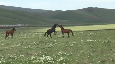 Kars'ta yılkı atlarının güreşi kamerada