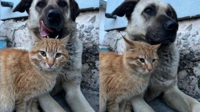 Dostluk kameraya yansıdı, pozları gülümsetti