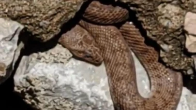 Yürüyüş yolundaki yılan esnafı korkuttu