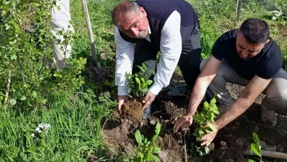 Ardahan'da bir ilk: çay fidesi toprakla buluştu