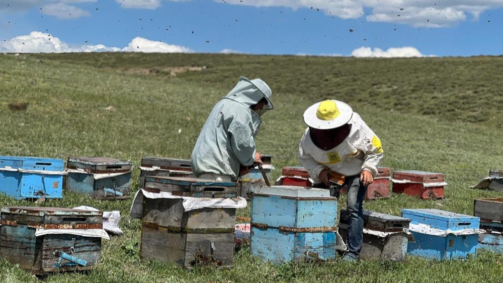 Kars'ta baba mesleği arıcılığı 21 yıldır eşiyle birlikte yapıyor