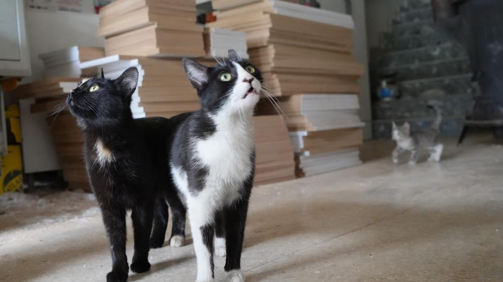 İşte Türkiye'nin konuştuğu o çılgın iki kedi