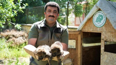 Yaylada bulunan 4 kurt yavrusu koruma altına alındı
