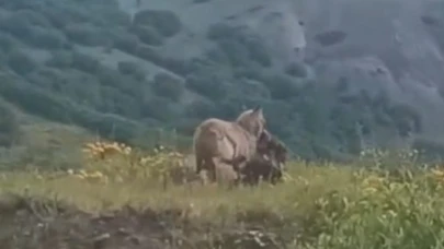 İlçe merkezine kadar inen kurt, keçiyi kaptığı gibi götürdü