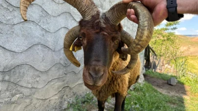 Kağızman'da 4 boynuzlu koç ilgi odağı oldu