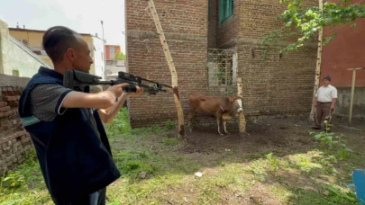 Kaçan düve, kurban timi tarafından yakalandı