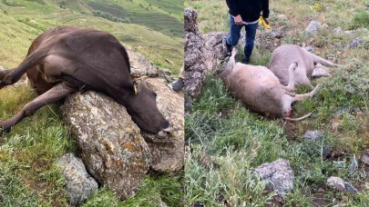 Hakkari’de yıldırım düşmesi sonucu 3 inek telef oldu