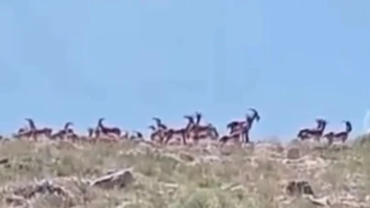 Malatya’da sürü halindeki yaban keçileri görüntülendi