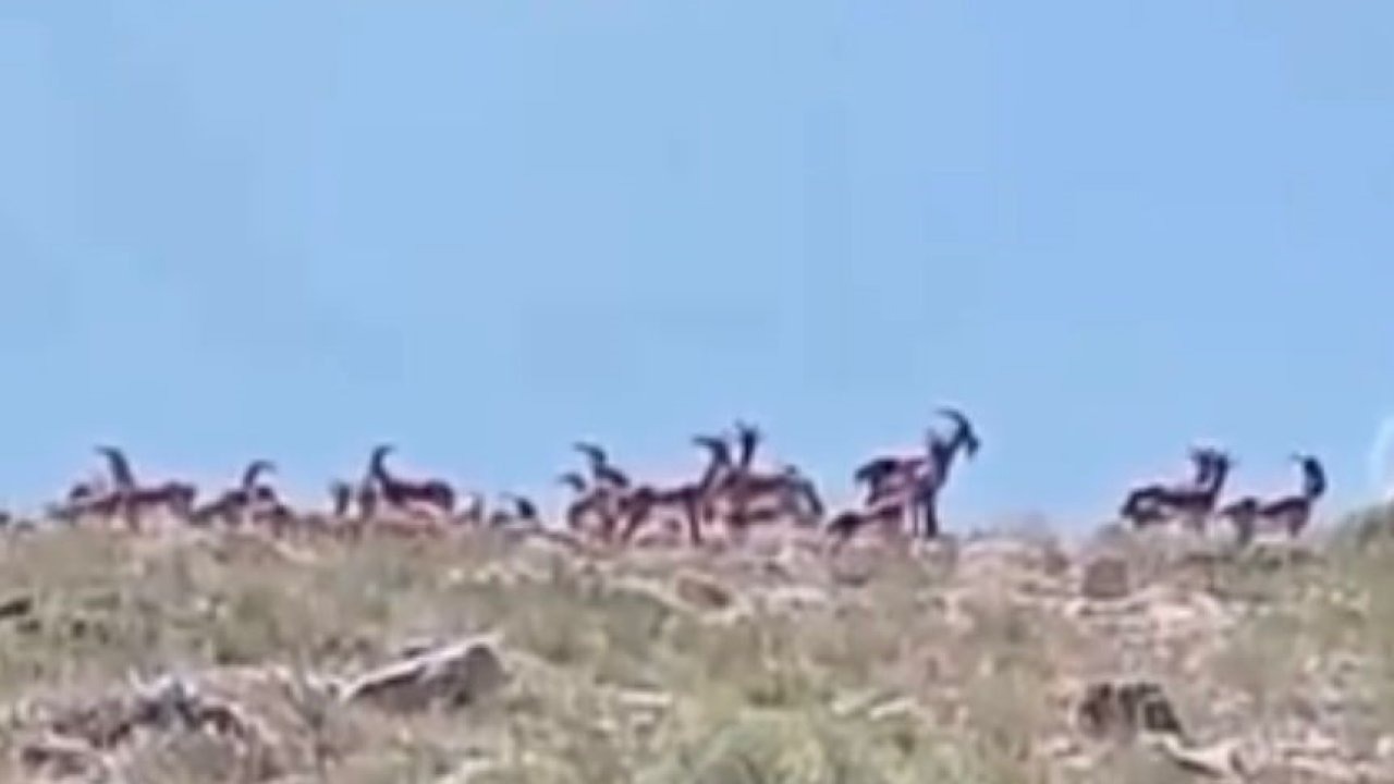 Malatya’da sürü halindeki yaban keçileri görüntülendi