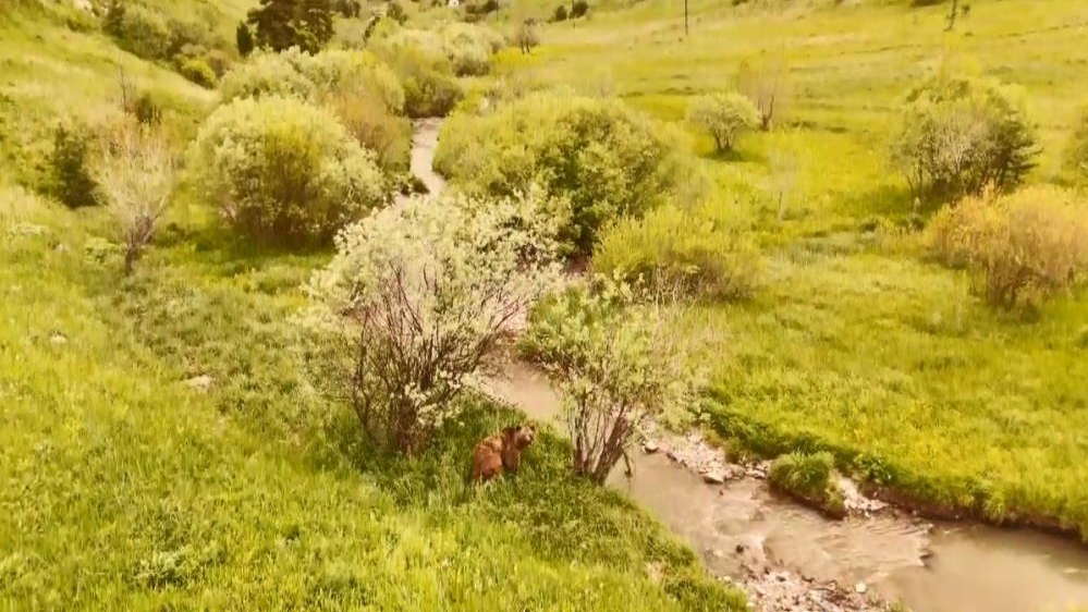 Kars'ta doğada dolaşan boz ayı havadan görüntülendi