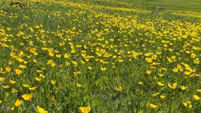 Göle Ovası çiçek açtı