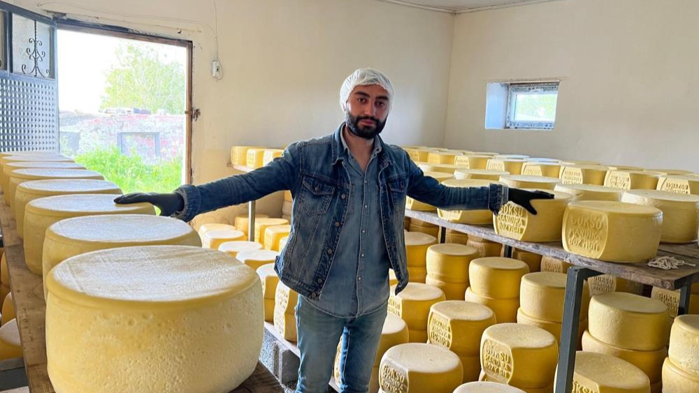 Kars’ta tonlarca süt, eski kaşar için işleniyor
