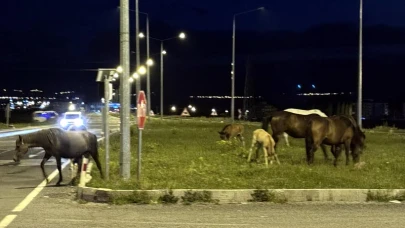 Yiyecek bulmak için kara yoluna inen yılkı atları ulaşımı aksattı