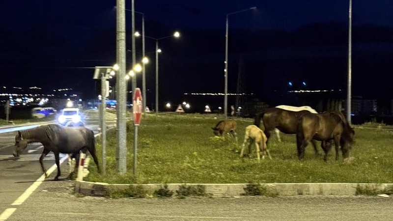 Yiyecek bulmak için kara yoluna inen yılkı atları ulaşımı aksattı