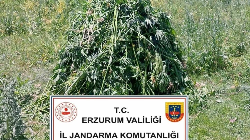 Erzurum’da 867 kök kenevir bitkisi ele geçirildi