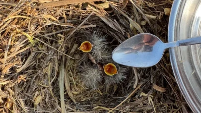 Bulduğu kuş yavrularına kaşıkla su verdi