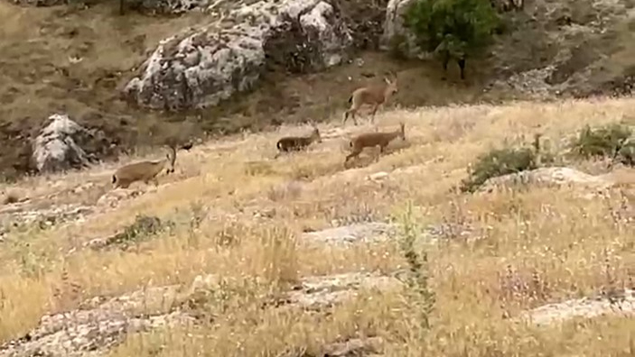 Elazığ'da dağ keçileri sürü halinde görüntülendi
