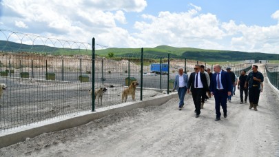 Sokak hayvanlarına şefkatli dokunuş