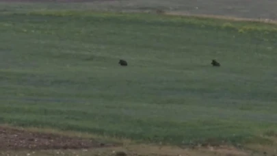 Aç kalan iki domuz Murat Kanyonu'nda görüntülendi