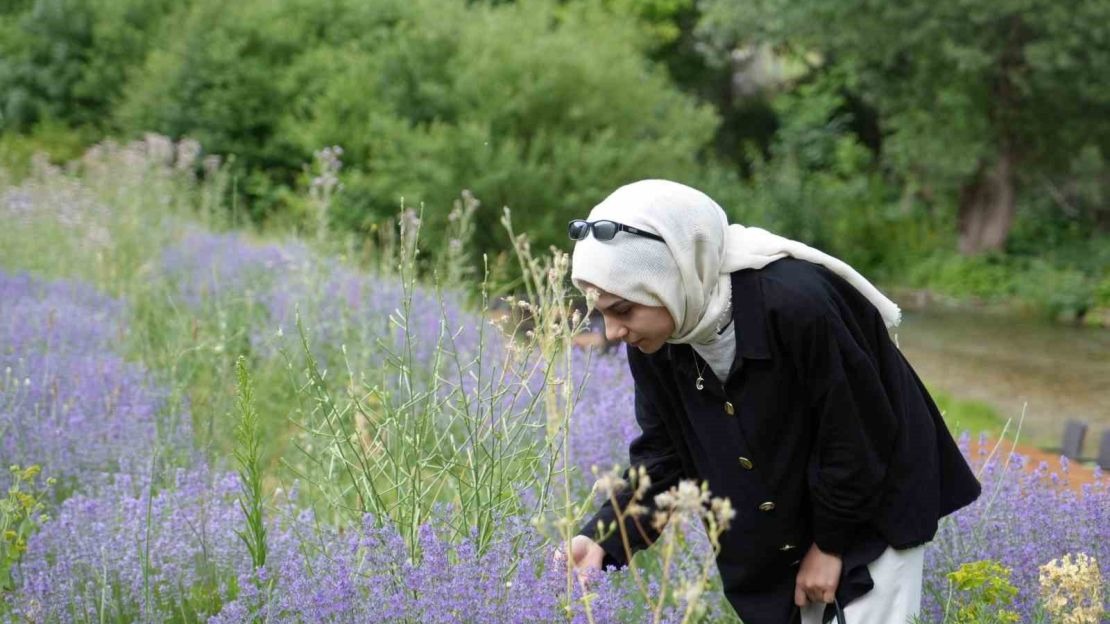 Erzincan’ın Çağlayan beldesi lavanta tarlalarıyla büyülüyor