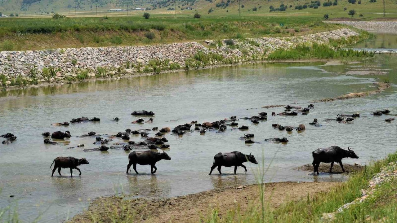 Muş’ta mandalar serin suya girerek hastalıklara karşı kendini koruyor