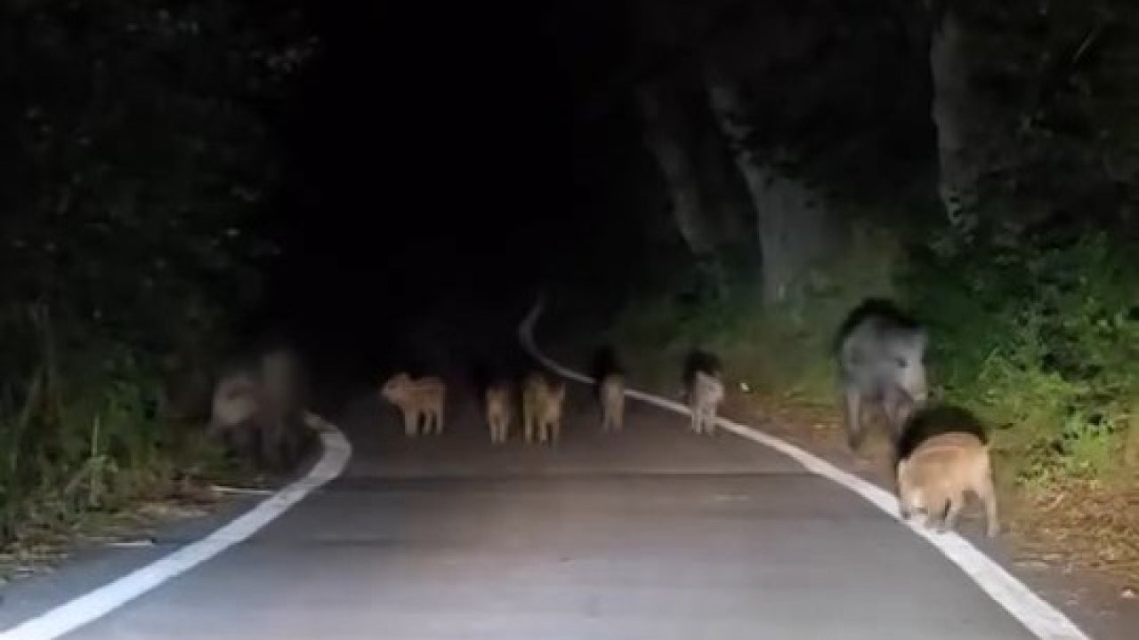 Elazığ’da domuz sürüsü yola indi
