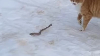 Kedinin yılanla mücadelesi kameraya yansıdı
