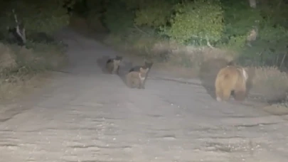 Tunceli’de anne ayı ve 2 yavrusu yiyecek ararken görüldü