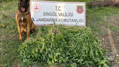 Bingöl’de 4 günde 14 bin 933 kök kenevir ele geçirildi