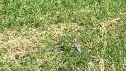Bingöl’de yılanların dansı kamerada