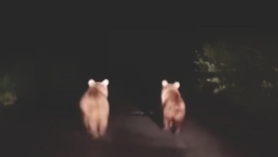 Boz ayılar her yerde görülmeye başlandı!