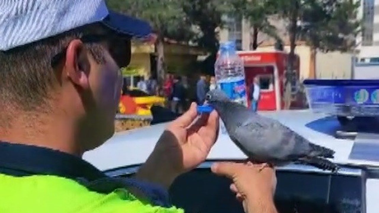 Güvercine su içiren trafik polisi merhametiyle yürekleri ısıttı
