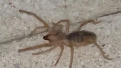 Elazığ’da zehirli etçil sarı kız örümceği görüntülendi